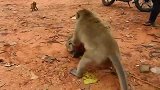 猴王家暴怀孕母猴，难道孩子不是它的？