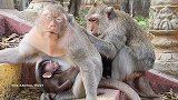 两猴妈形影不离，跟人类一样，喜欢结伴而行，这应该是动物的共性