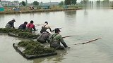 家门口致富！高淳桠溪轮叶黑藻水草苗收获助增收
