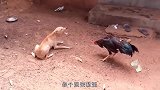 四川方言配音：一个鸡犬不宁的视频！