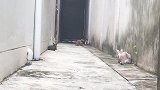 猫咪尾巴着火，依旧面不改色，倒是吓坏了一胖的狗子