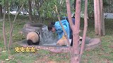 这只戴“绿帽子”的大熊猫火了，饲养员：你这是在给国宝丢脸啊