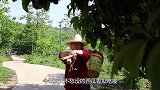 胖妹下地干农活，忙了半天肚子饿，爆炒5斤田螺，2人吃完笑呵呵