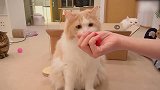 好漂亮的猫咪，这可爱的小样子，萌的我心都化了！