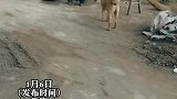 主人对狗子说英文发现沟通无障碍，从此土狗变洋狗