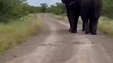 两头大象打架强者的碰撞