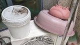 咋办？把野猫赶走才发现，院子里竟然藏了四只小野猫！