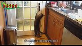 别人家的猫咪为啥会开门？如何训练自家猫猫开门呢？免费教程