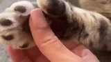 主人抚摸猫咪的手掌