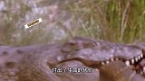 尼罗河巨蜥偷吃鳄鱼蛋，被鳄鱼逮住，惨被咬死！