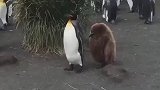 企鹅带着自己的孩子散步