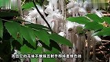 世界上最罕见的植物，被人们称为死亡之花，和豌豆射手相似