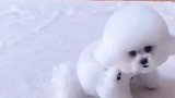 当然要拍照记录啊，它又不是永远都这么无忧无虑