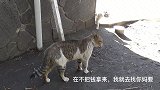 猫咪不要脸起来都不怕，虎皮猫也拿这只白猫没办法