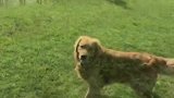 马犬出去打架还捎带上金毛，被主人发现了，又皮痒了！