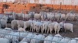主人发现狗狗混入羊群进食