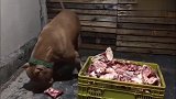 比特犬一个人吃一筐牛骨，这么能吃一般人真是养不起