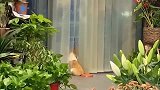 柯基：对面的老哥，你也出来遛弯呀！