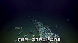 鲸鱼落入海底称为鲸落，那么鲨鱼掉入海底改叫什么呢？科普 涨知识 冷知识 海洋生物