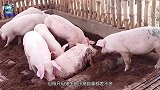 红河猪这繁殖力，在非洲已泛滥成灾，是时候把它引进中国了！