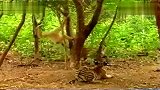 两只老虎被一只泼猴调戏的郁闷了