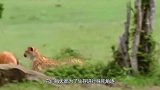 非洲雄狮捕杀猎豹，猎豹直接被秒杀，没想到狮子这么厉害！