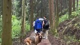 主人带德牧出门徒步，狗子生怕把主人走丢了