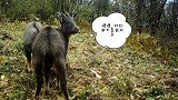 重庆自然保护区拍到三只野生斑羚 似在争夺地盘“决斗”