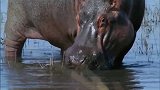 两头河马为了抢夺后宫，大打出手
