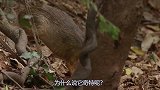 西双版纳发现奇特鼷鹿，长相似鹿似老鼠，但是却怕水？