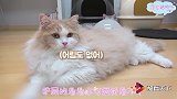 领结猫咪已上线，快来看看是怎样的吧