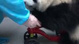 一个人照顾三只熊有多难？奶爸-上辈子欠你们了！