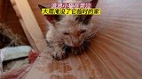 流浪猫在垃圾堆里哭泣