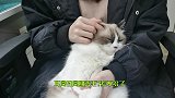 猫咪竟然也会“秃头”？带你揭秘猫咪秃头的真相