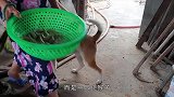 小猴子迷恋狗狗，抱住就不撒手，狗狗都快被逼疯了