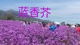 天山脚下的花海蓝香芥