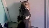 以为是场猫猫恶战，没想到竟然抱上了