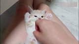 超萌的小奶猫，可爱的让人不知所措！