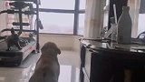 狗子：快给我走开，别趴在我家窗户上！