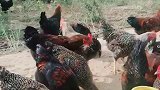 吃桃子的大公鸡