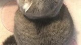这不就是动画片里的小猫吗，太可爱了吧