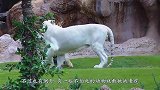 400斤野猪大战东北虎，二话不说直接开战，镜头记录精彩全过程
