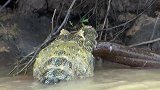 亚马逊出现巨型生物，鳞片比金属还坚硬，食人鱼也无可奈何