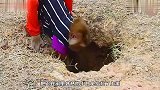 小白兔掉进洞里，猴子立马就给救了上来，然后就用嘴巴叼着？