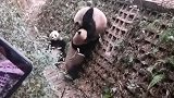 大熊猫：不准上去，下来陪我玩儿！