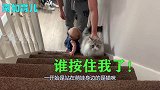 胖二哈蠢萌上线，一跃跳进小主人的小床里，画面顿时好玩了！