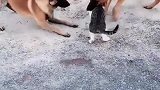 猫:你们想干嘛,我大哥可是老虎呢!