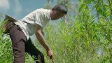 沸腾吧火锅：鸡枞，是一种寄生在蚁窝里的菌子