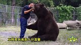 巨大的棕熊拥抱人类 名副其实的熊抱