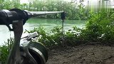 钓鱼警报声响起来,大鲤鱼上钩了